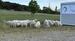 Photo La Ferme Instant Mohair_Aspremont - Photo 18